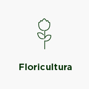 Floricultura
